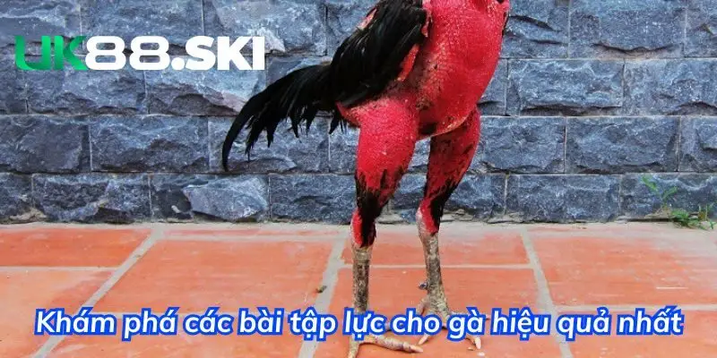 Danh sách các bài tập lực cho gà hữu hiệu nhất