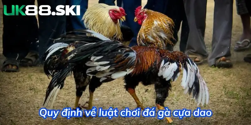 Trận đấu kết thúc khi gà bị thương nặng